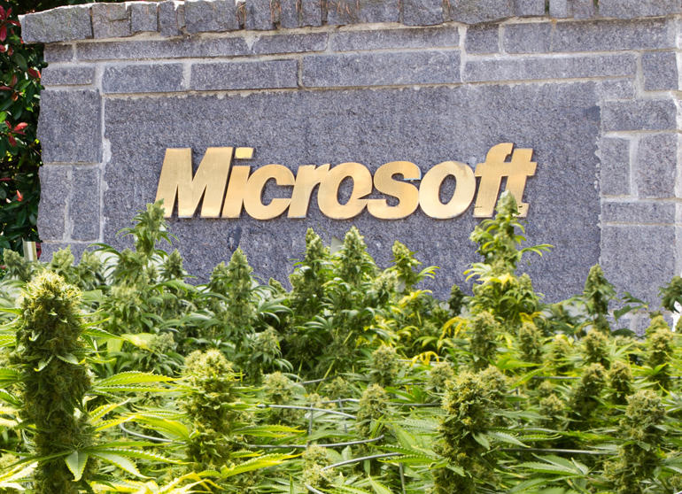 microsoft-marijuana